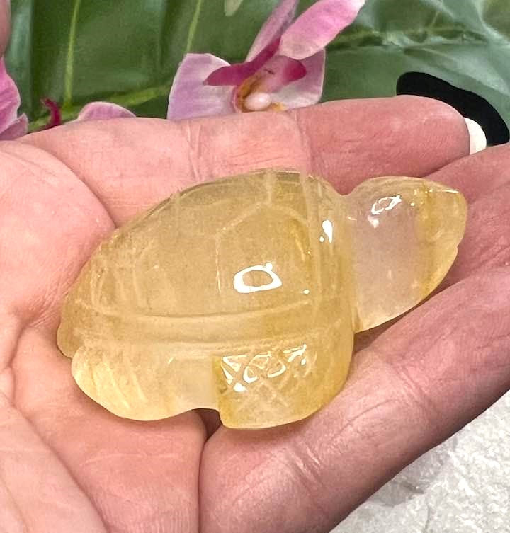 Golden Healer Turtle