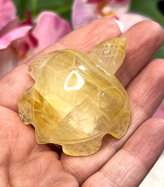 Golden Healer Turtle