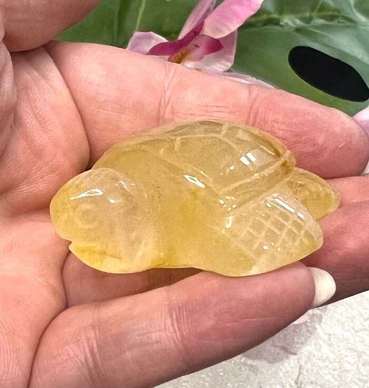 Golden Healer Turtle