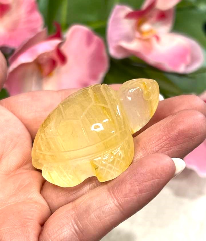 Golden Healer Turtle