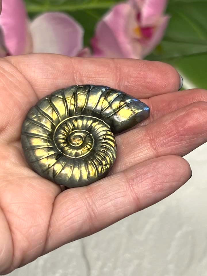 Labradorite Shell Carving