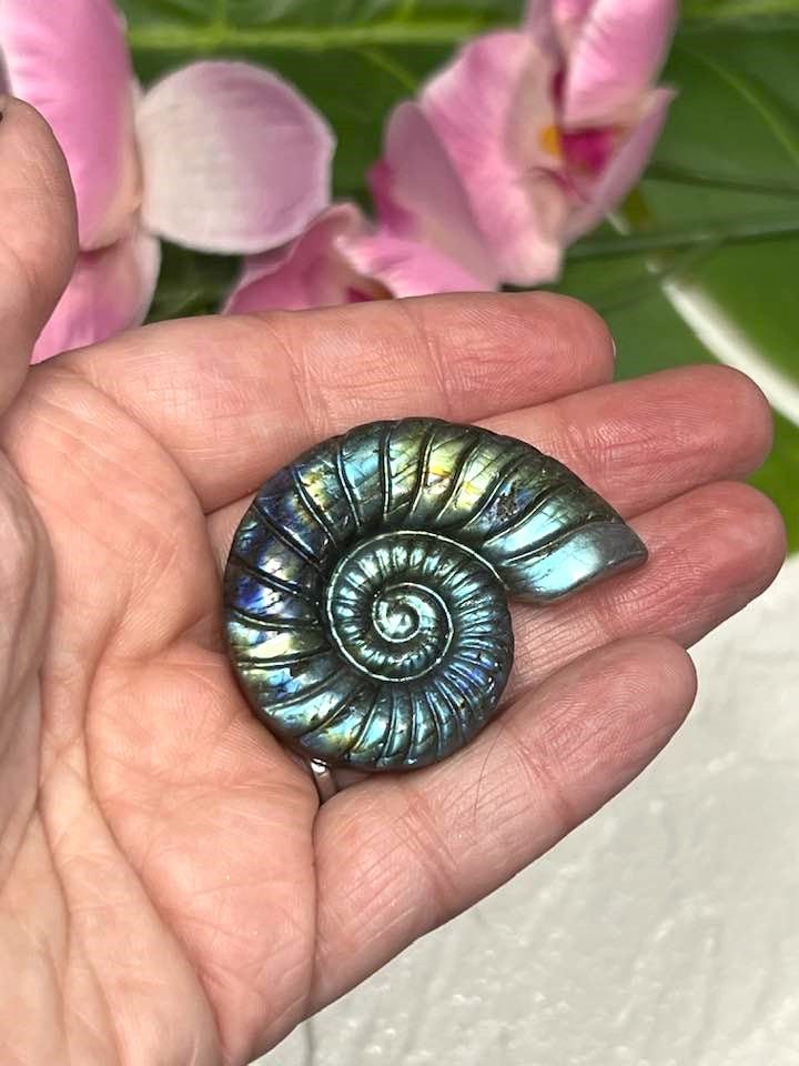 Labradorite Shell Carving