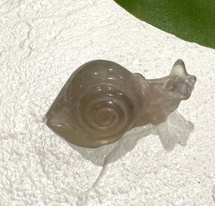 Snail Carving