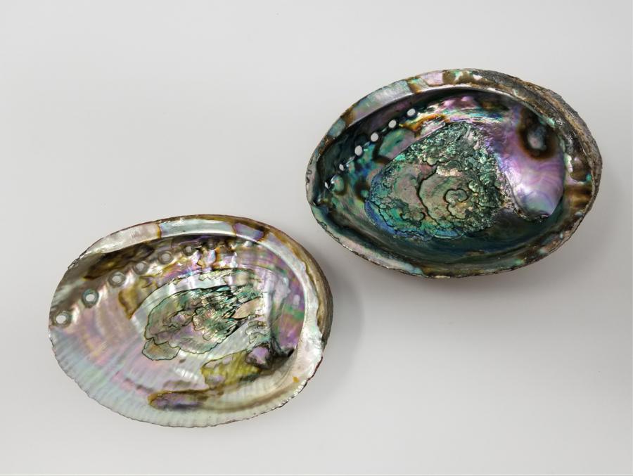 Abalone Shell