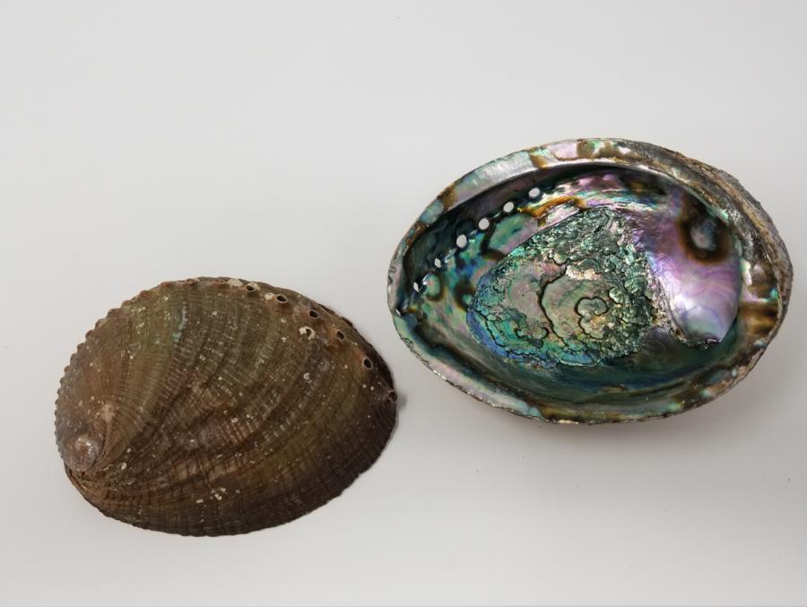 Abalone Shell