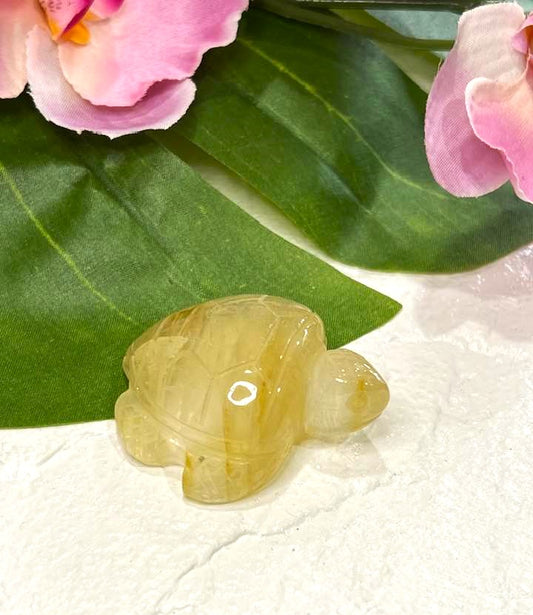 Golden Healer Turtle