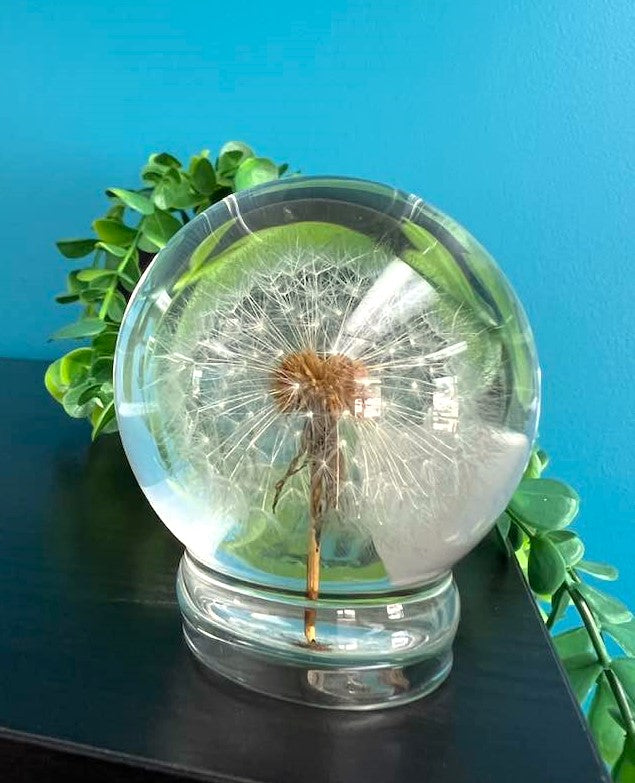 Dandelion in a 65mm Resin Sphere