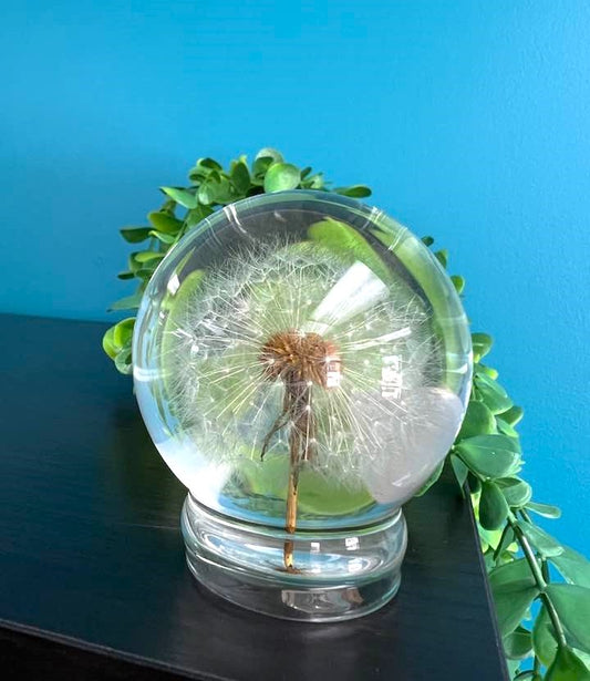 Dandelion in a 65mm Resin Sphere