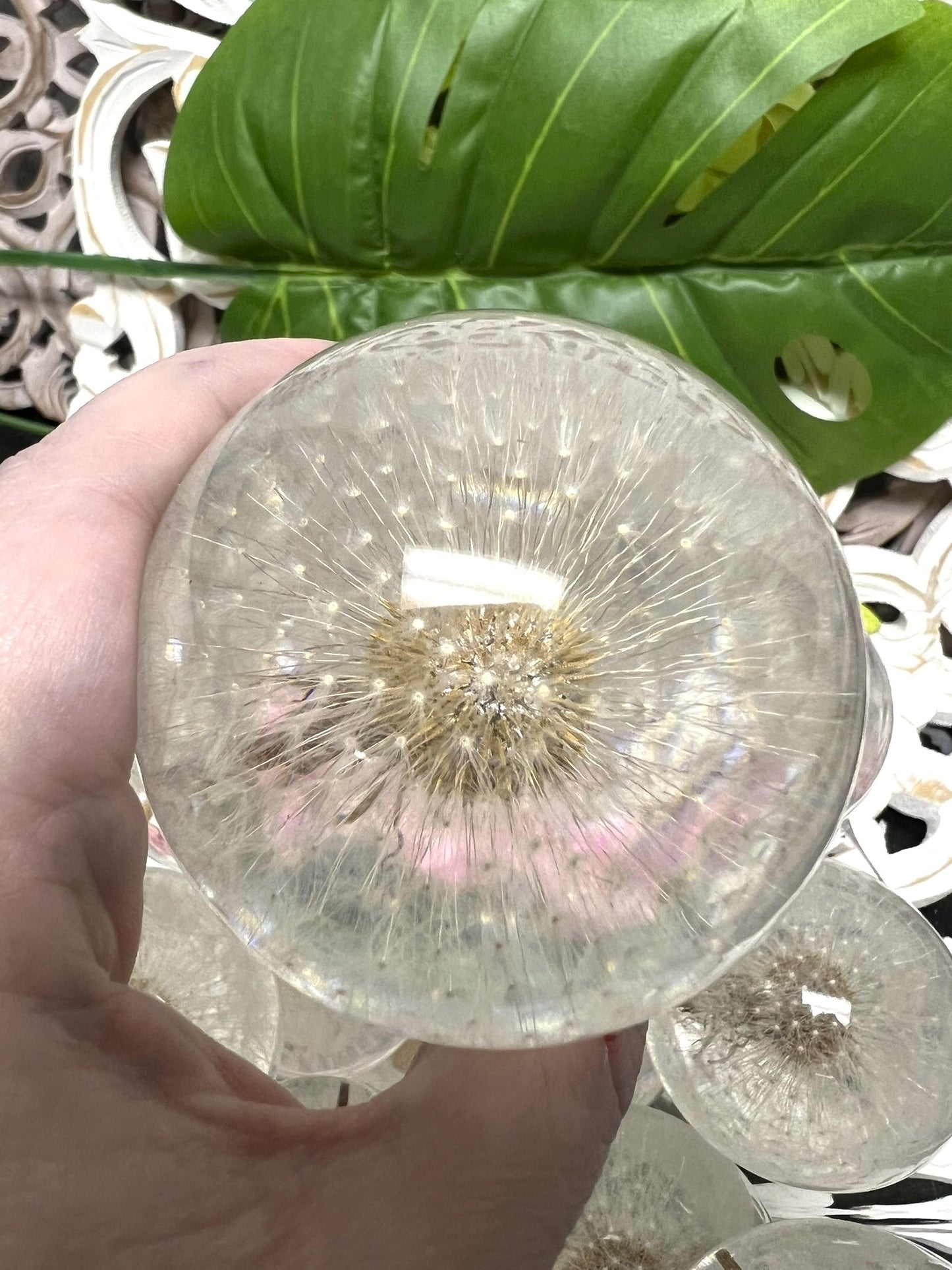 Dandelion in a 65mm Resin Sphere